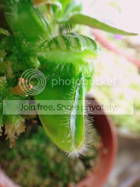 cephalotus_hydroponics_Nov_pitcher.jpg