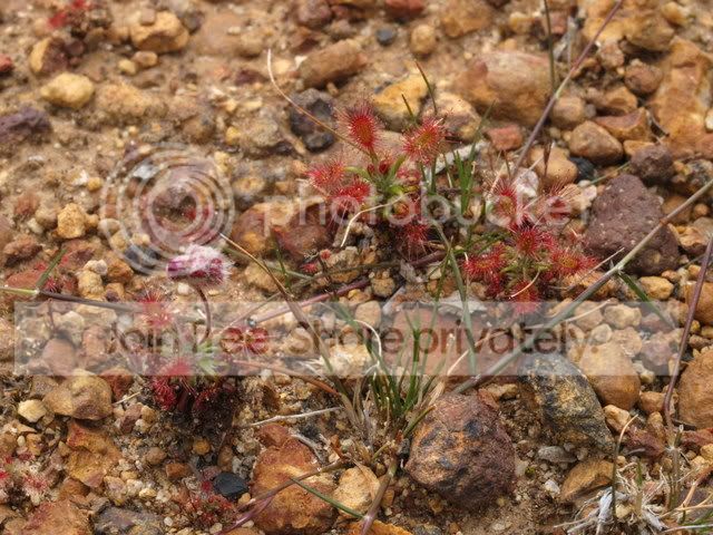 Drosera_lasiantha_media.jpg