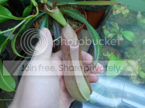 Nalbomarginata_3-1-12.jpg