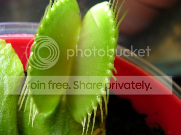 vft3.jpg