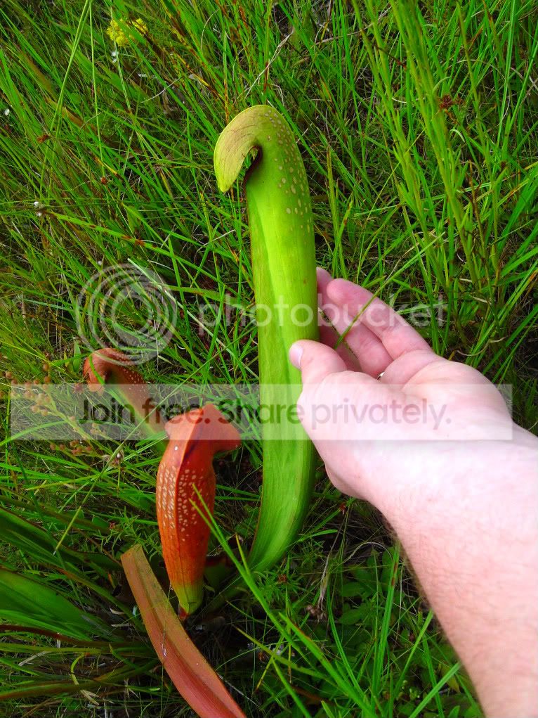 Sminorpitcher.jpg