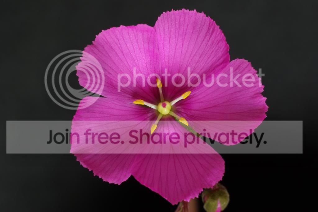 IMGP5405.jpg