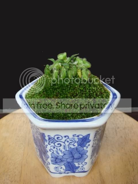 ceph_ceramic_plant.jpg