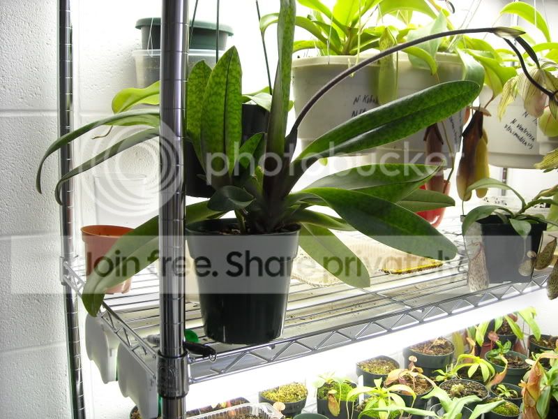 Orchid1.jpg