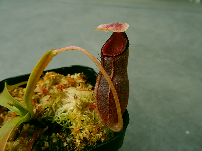 nepenthes-ovata-03.jpg