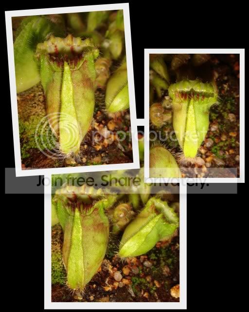 cephalotus_weird.jpg