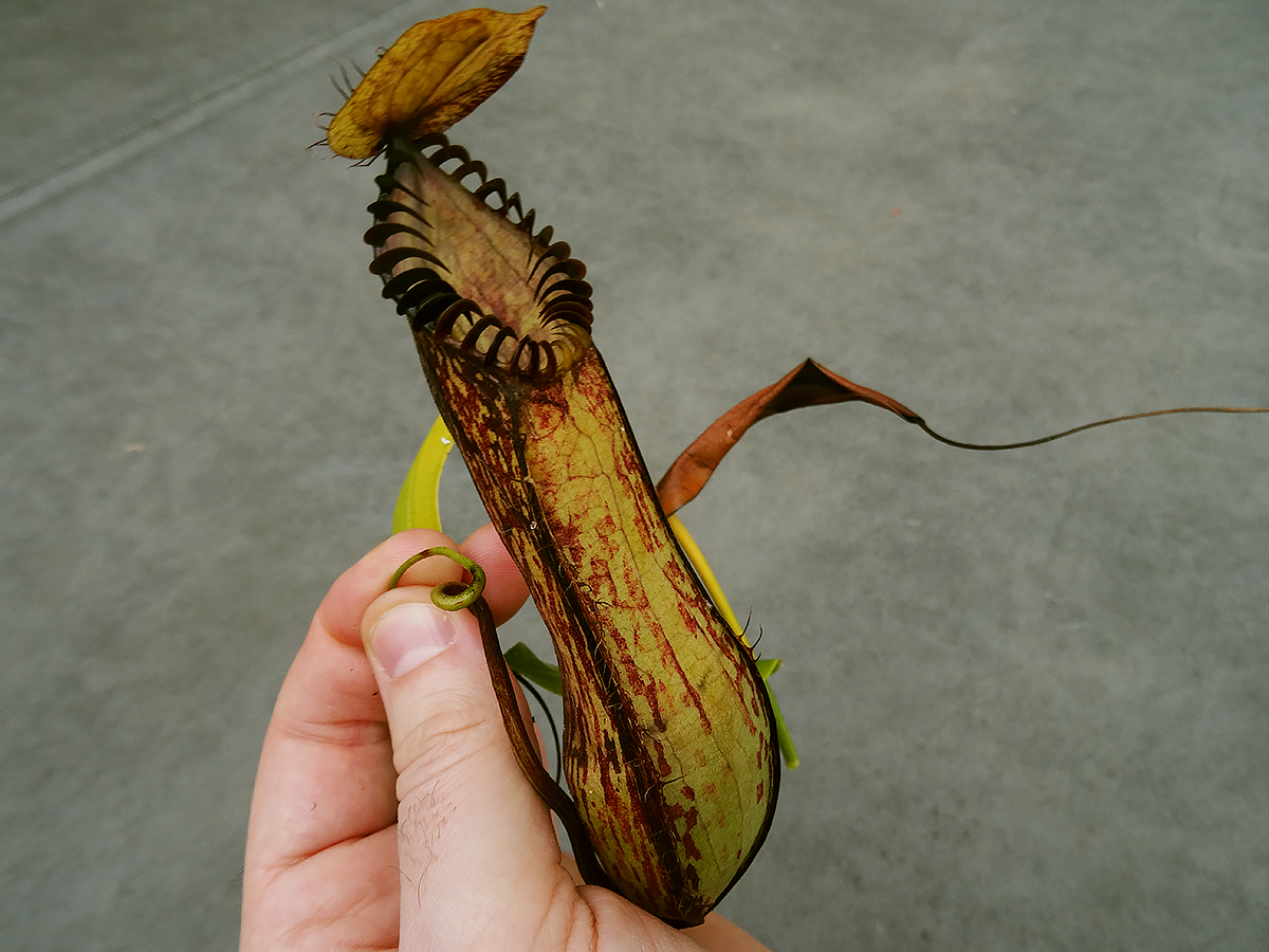 nepenthes-hamata-3.jpg
