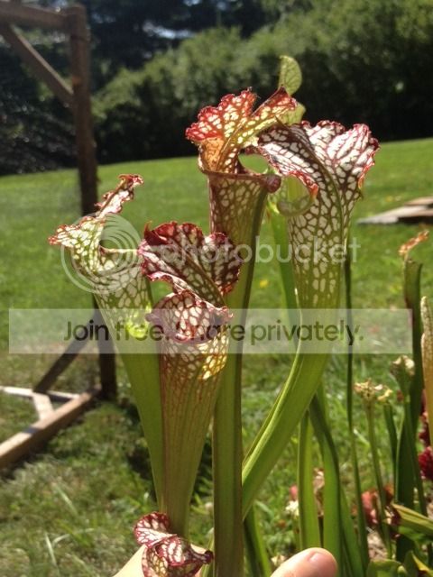 IMG_2650_zpsmr0t5ejc.jpg