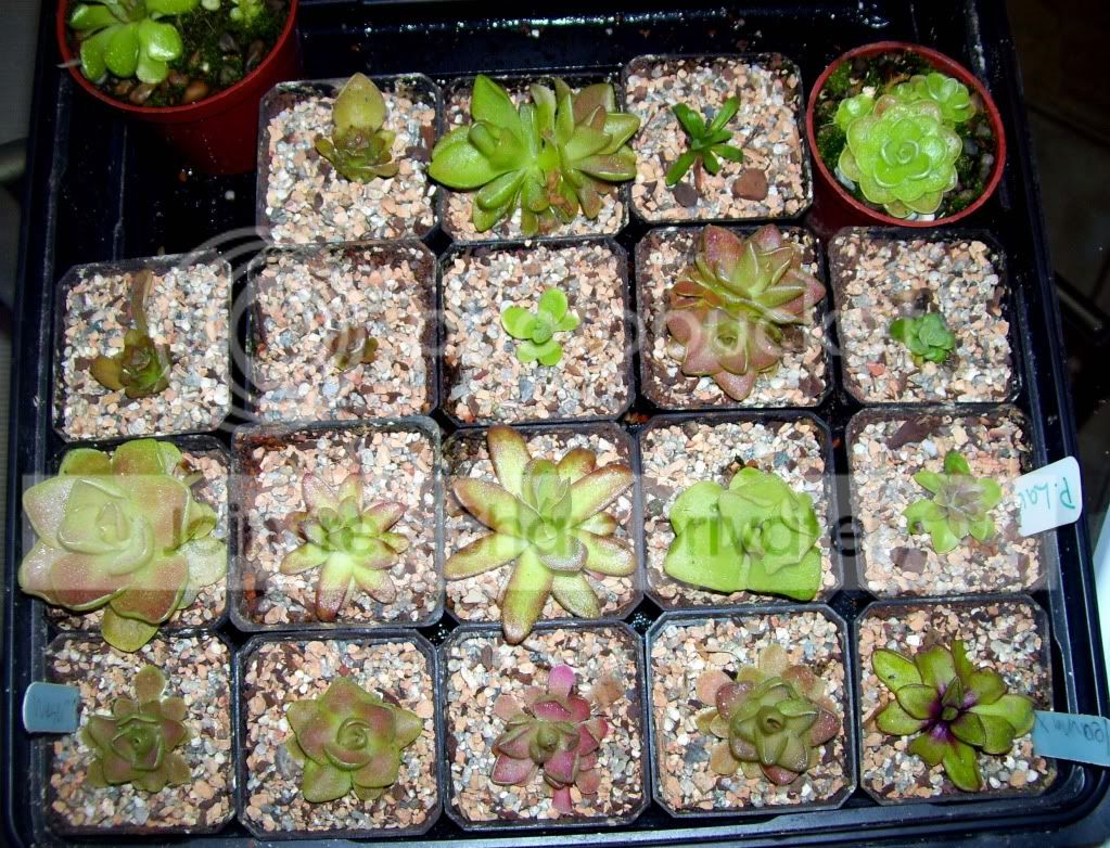 100_7236.jpg