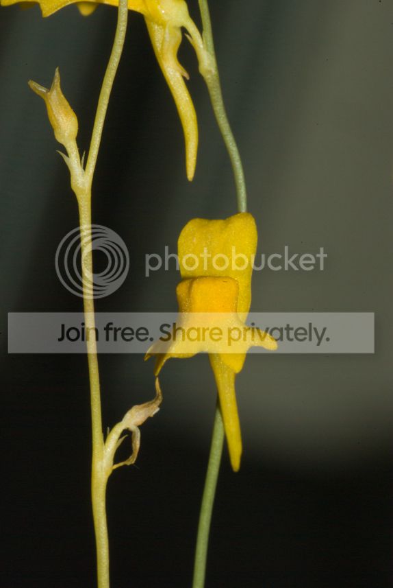 IMGP1547_zpsxov7akuz.jpg