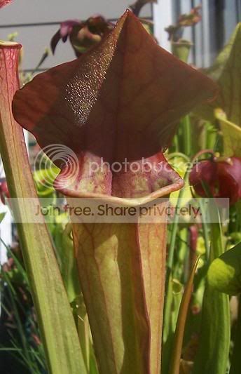 flavaxwillisii.jpg