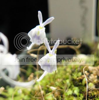 IMG_1121crp.jpg