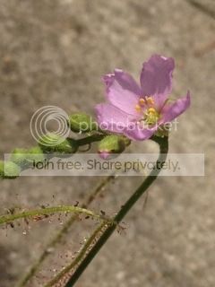 IMG_2095_zps8exqxhba.jpg