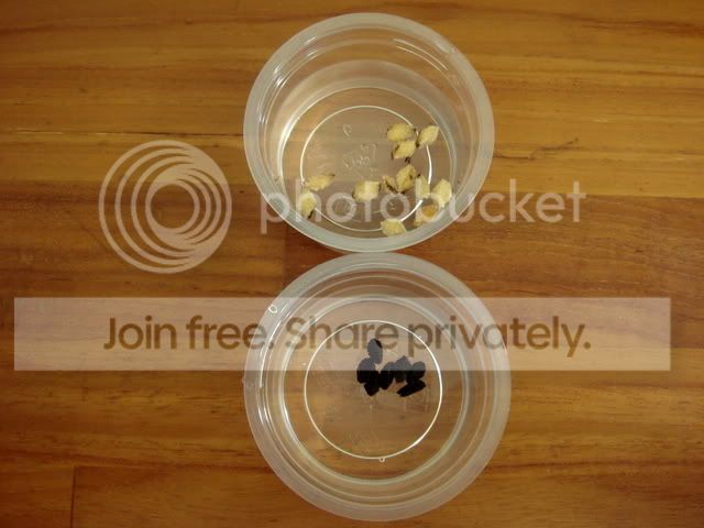 ibicella_proboscidea_soaking.jpg