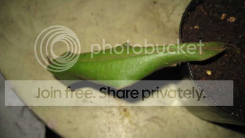 IMG_3692.jpg