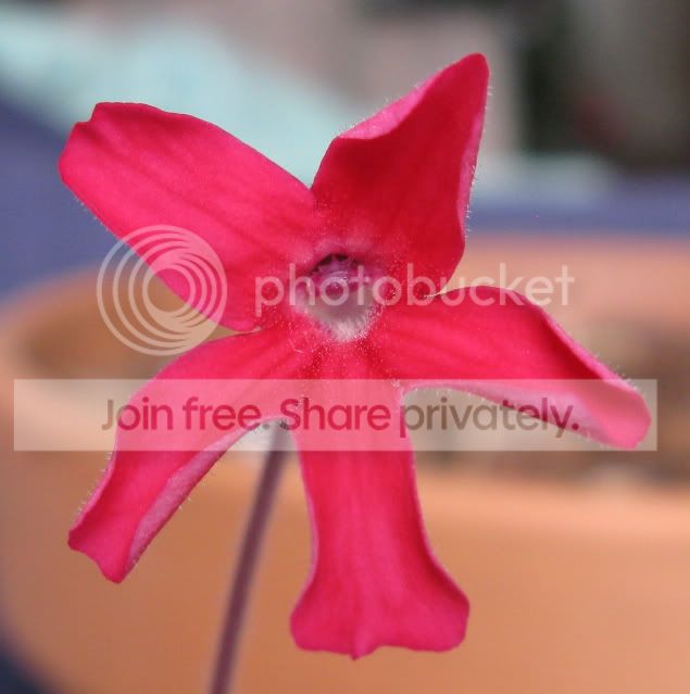 IMG_1779-P-laueana-flower.jpg