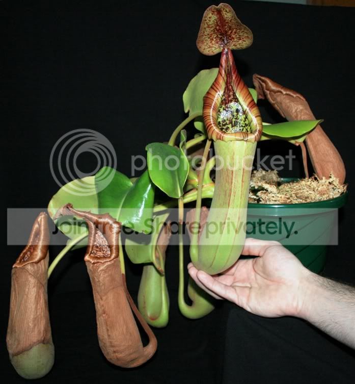 TRUNCATA0403103.jpg
