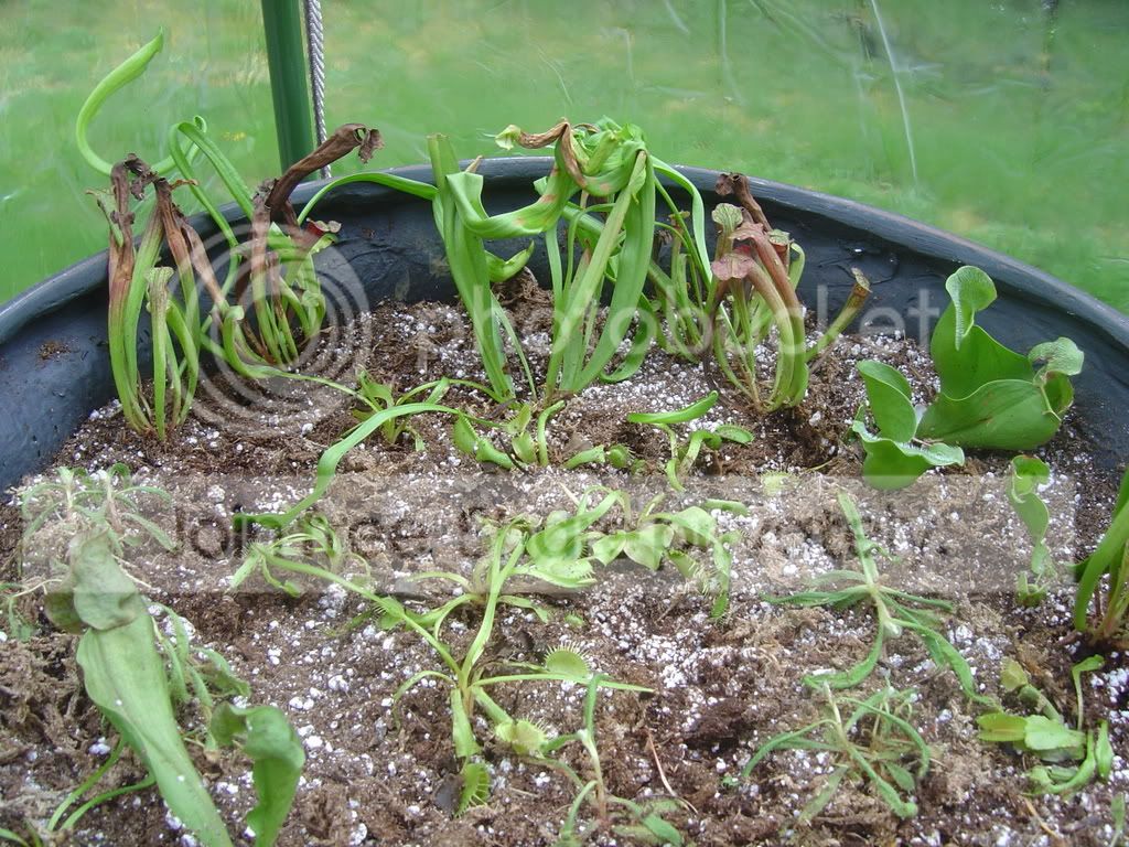 Greenhousesetup001.jpg