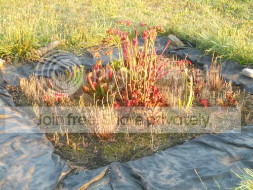 bog_8-1-12.jpg
