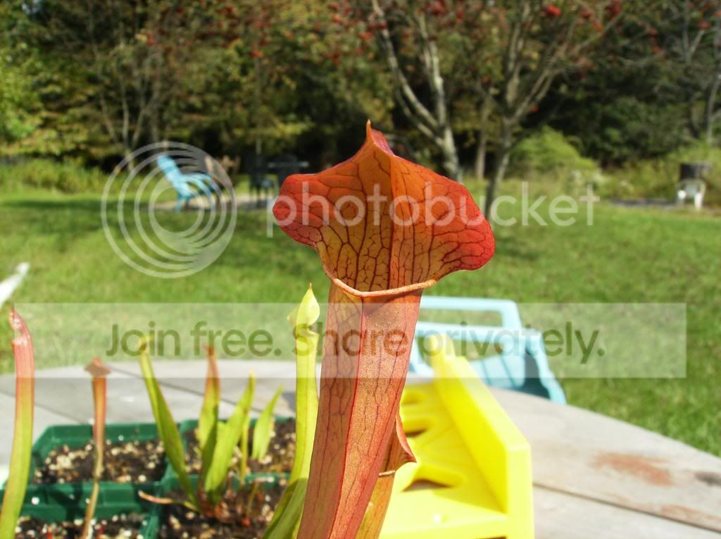 Plants001-1.jpg