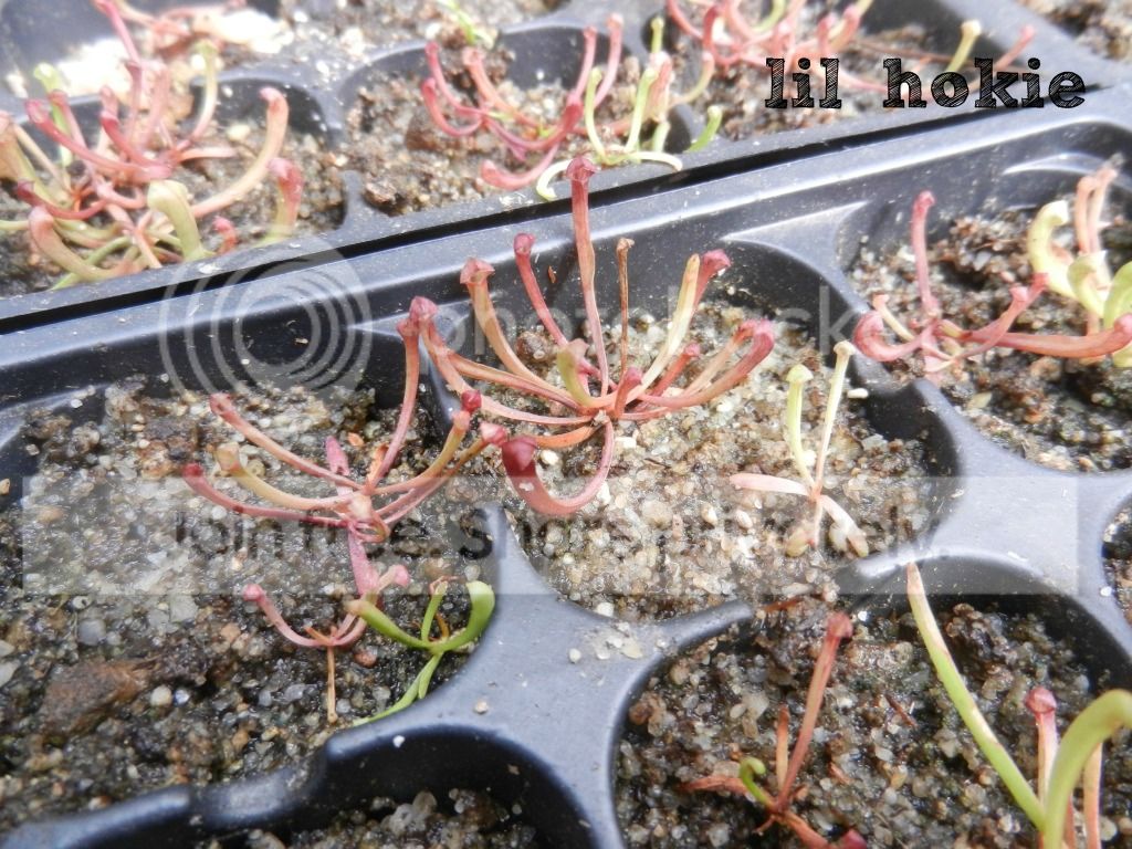 Seedlings2Signed.jpg