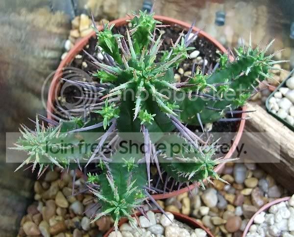 Cactiandsucculents3016.jpg