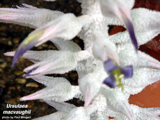Ursulaea_mcvaughii_flower.jpg