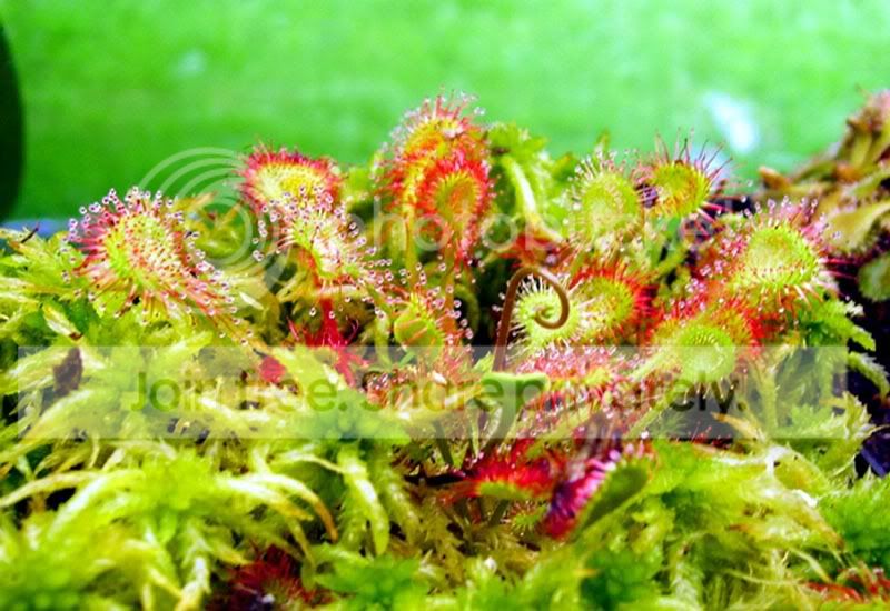 rotundifolia.jpg