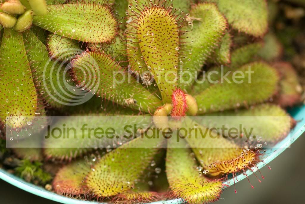 IMGP7069_zps6f696c17.jpg