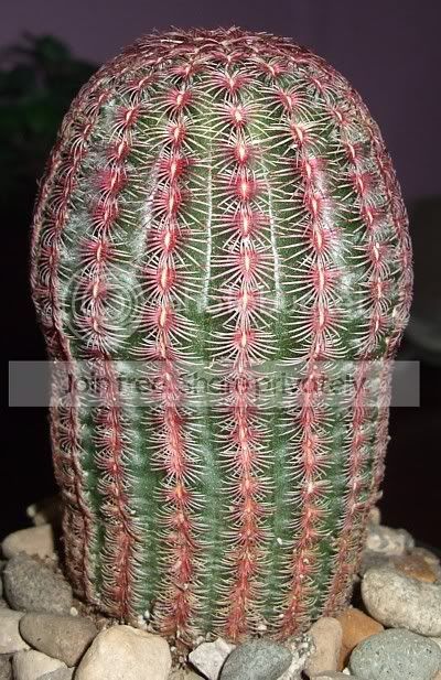cactuspics08002.jpg