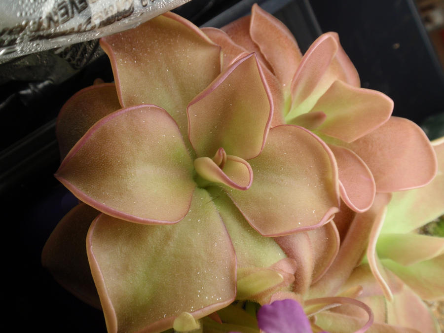 nice_pinguicula_by_gemstatecarnivore-d4ri945.jpg