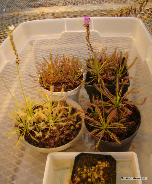 Capensis_tub_greenhouse.JPG