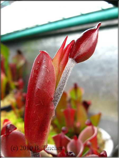 pulcella_flower.jpg