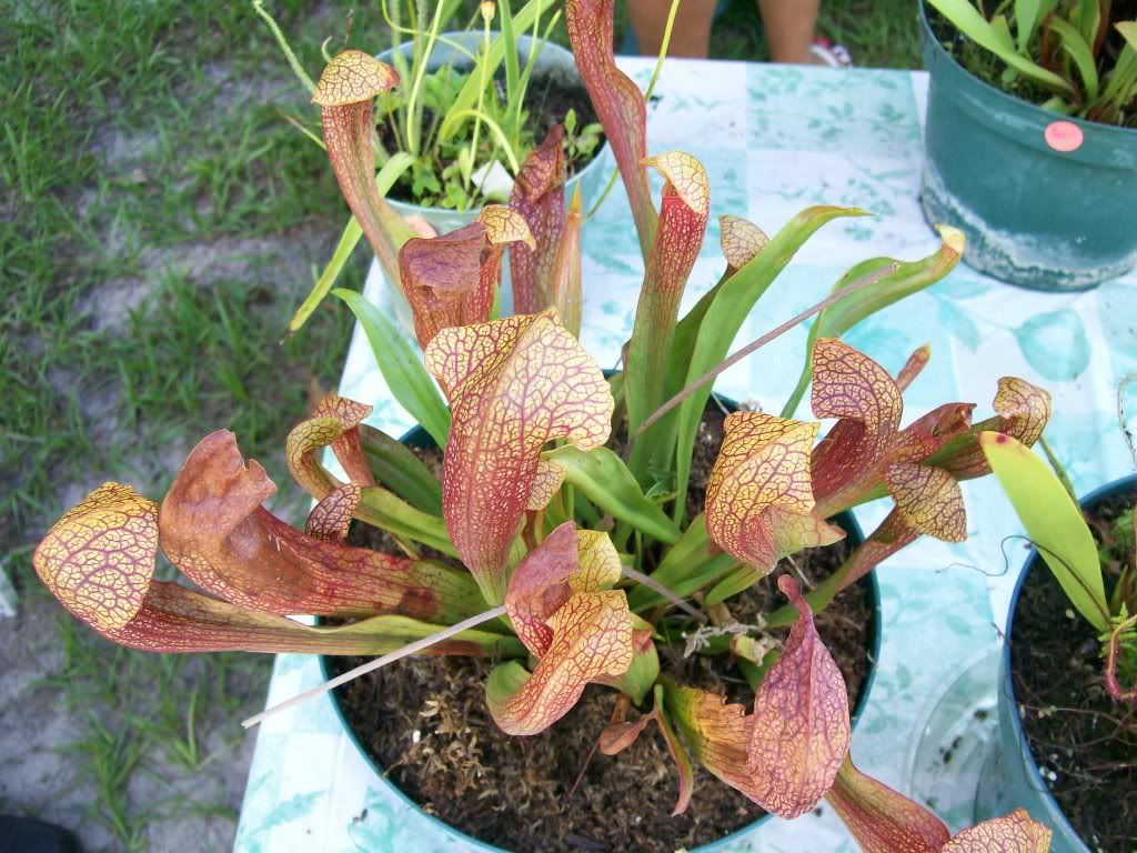 plantshow7.jpg