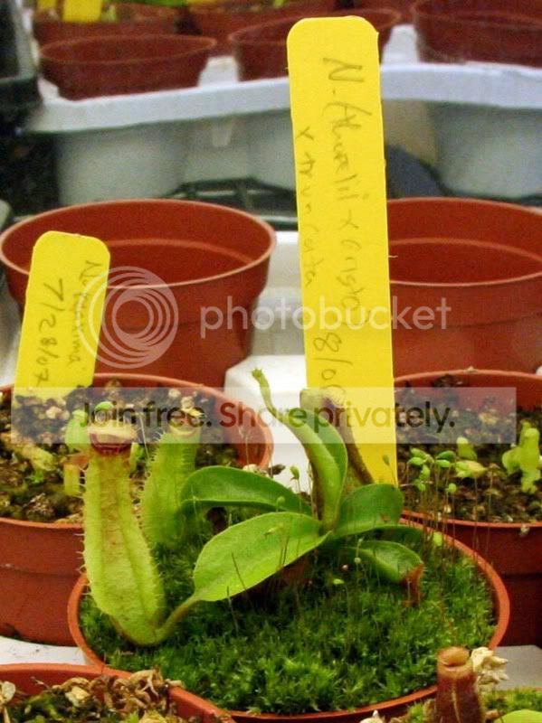 Nthoreliixaristoxtruncata1.jpg