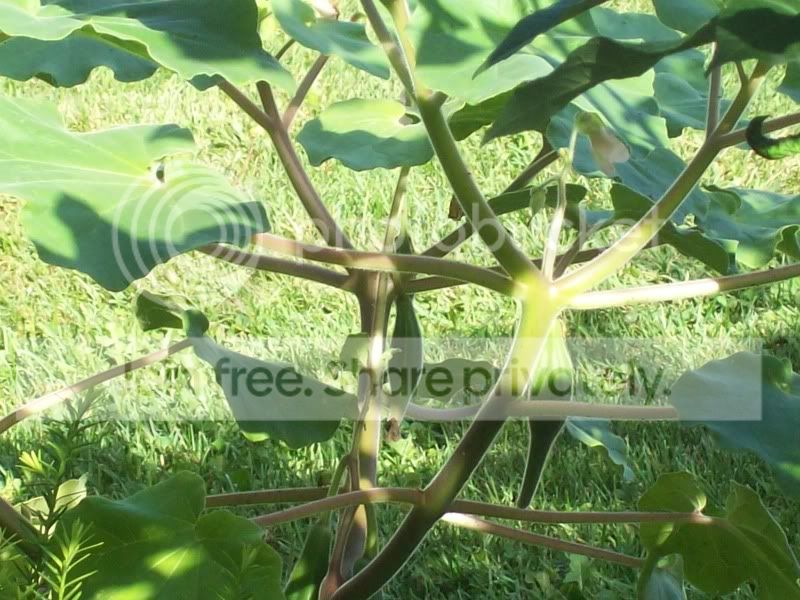 Picture030-3.jpg
