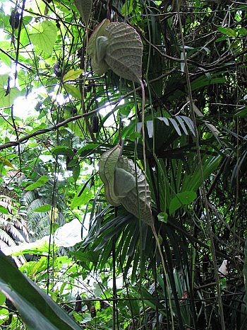 Aristolochia_grandiflora3.jpg