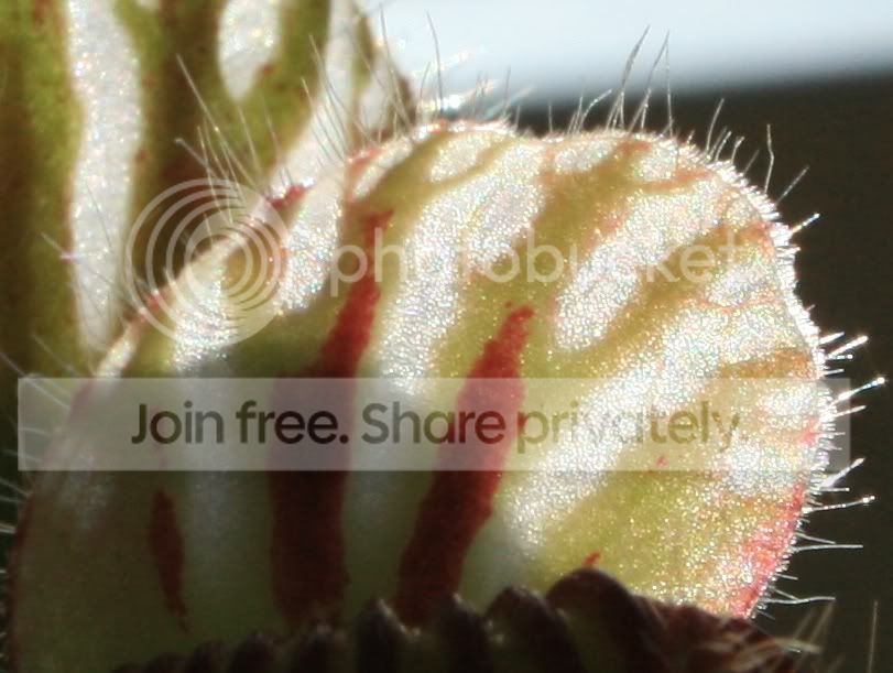 cephlidcrop.jpg