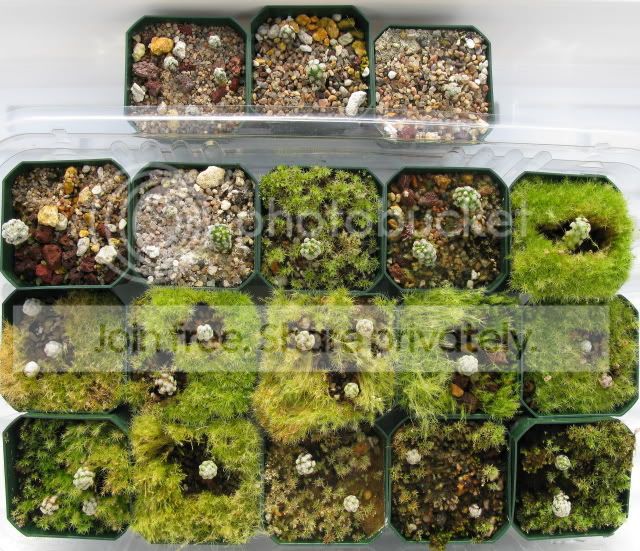 IMG_0018-2Mtheresaeseedlings.jpg
