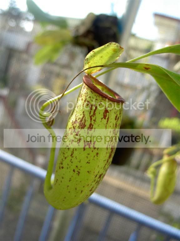 Nepenthesgracilisxampullaria060805_.jpg