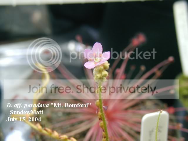paradoxaflower.jpg