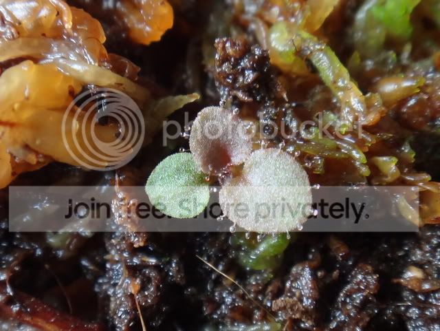 Stylidium_semipartitum_seedling2.jpg