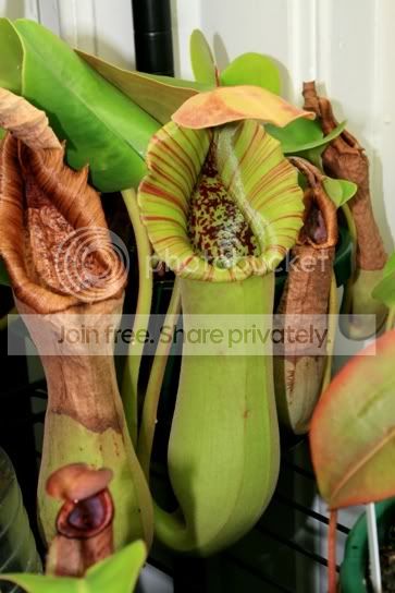 truncata1.jpg