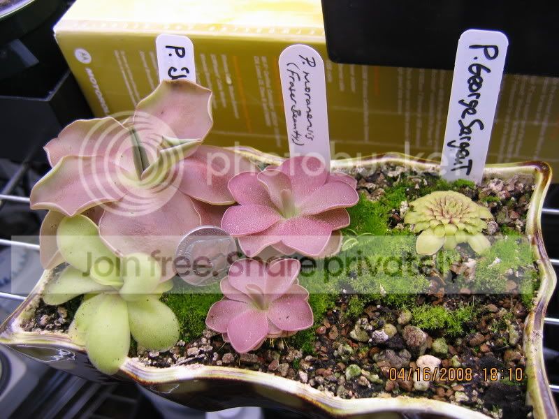 Plants144.jpg