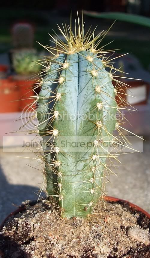CactusF1.jpg