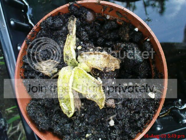 sarracenia042.jpg