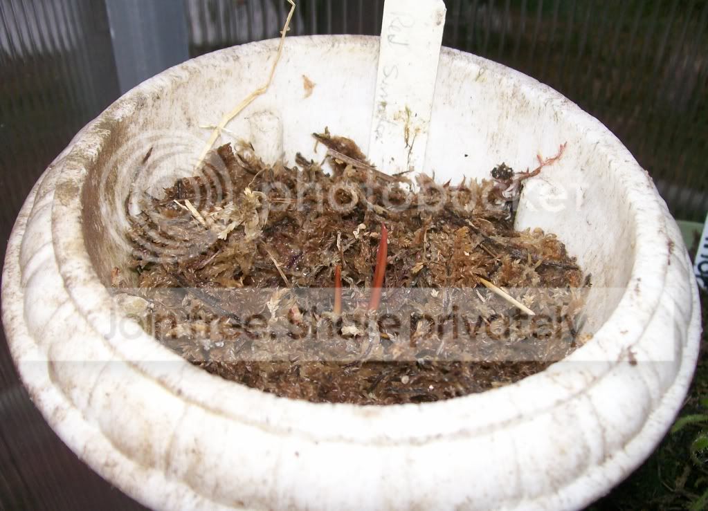 CarnivorousPlants014.jpg