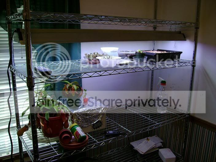 Shelf1.jpg