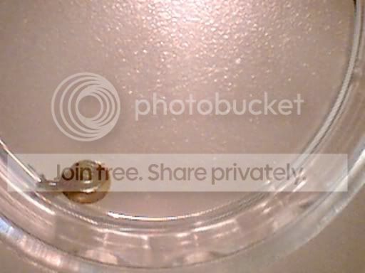 snail2.jpg