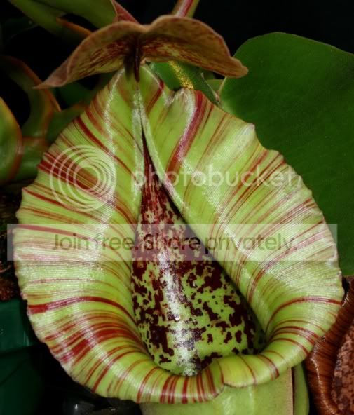 TRUNCATA3-3.jpg